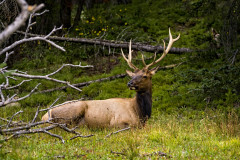 Elk Bull